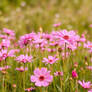 Gorgeous pink flowers in summer field wallpaper