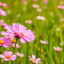 Gorgeous pink flowers in summer field wallpaper
