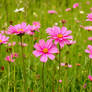 Gorgeous pink flowers in summer field wallpaper