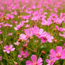 Gorgeous pink flowers in summer field wallpaper