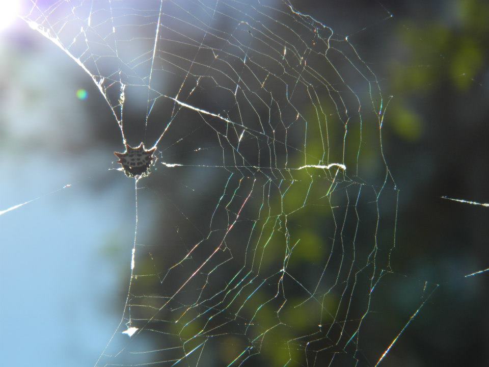 Spiny Orb Weaver In The Sun