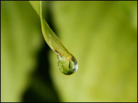 Water Drop