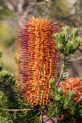 Australian Wildflower 7, Banksia