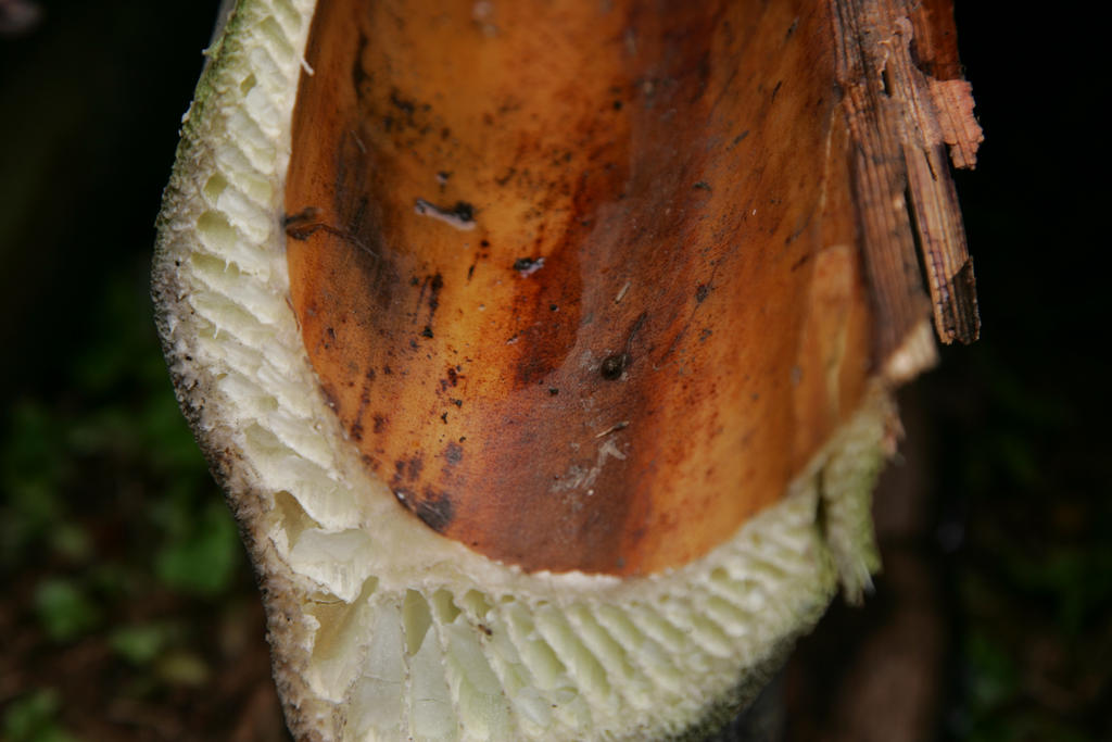 CUT BANANA