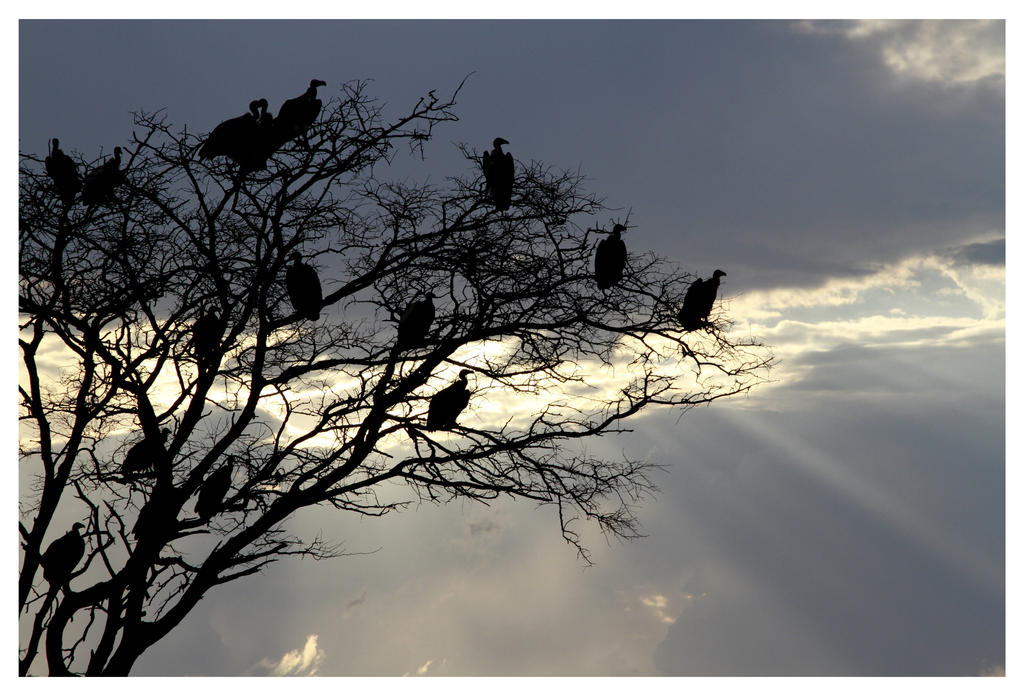 VULTURES AT DUSK 1 by planetzog