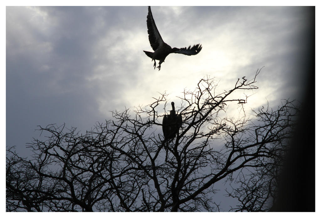 VULTURES AT DUSK 2 by planetzog