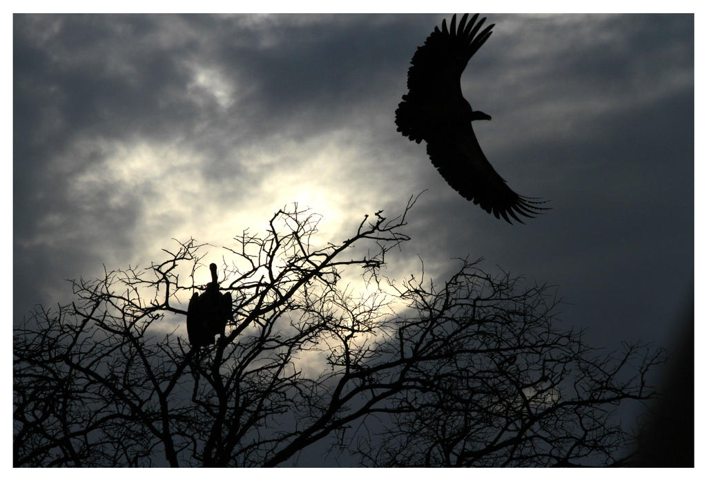 VULTURES AT DUSK 3 by planetzog