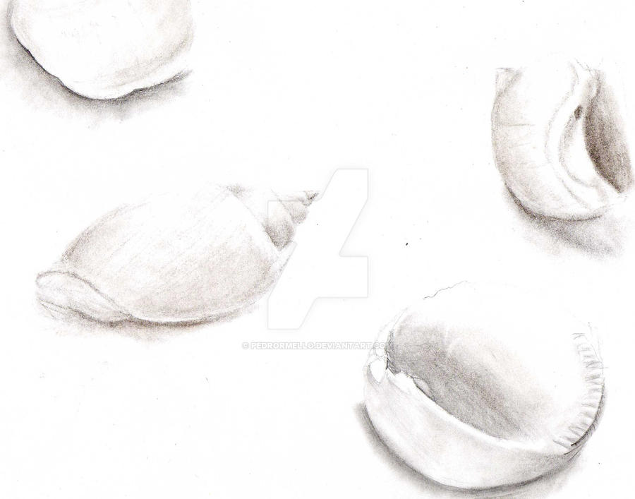 Study of shells by PedroRMello on DeviantArt