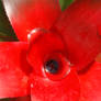 Red Flower