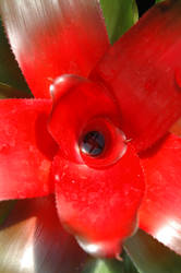 Red Flower