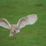 Owl in flight - Stock 3