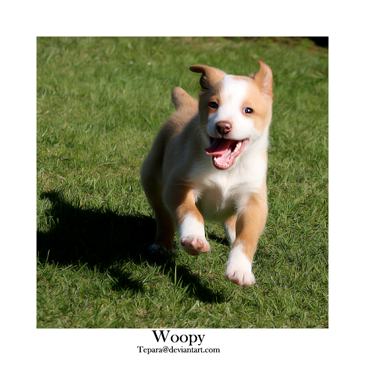 Woopy