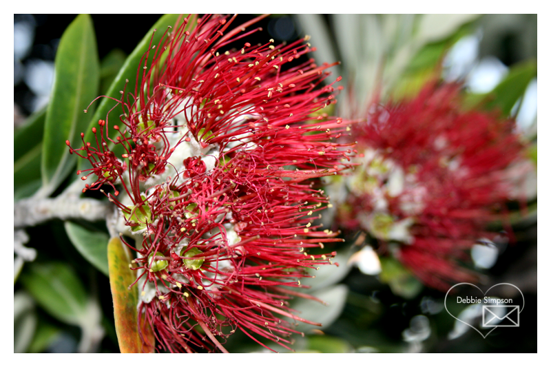 Pohutukawa