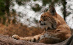 Serious Bobcat by Jack-Random