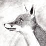 A fox