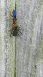 spider wasp with prey.............