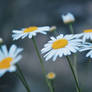 Daisies II