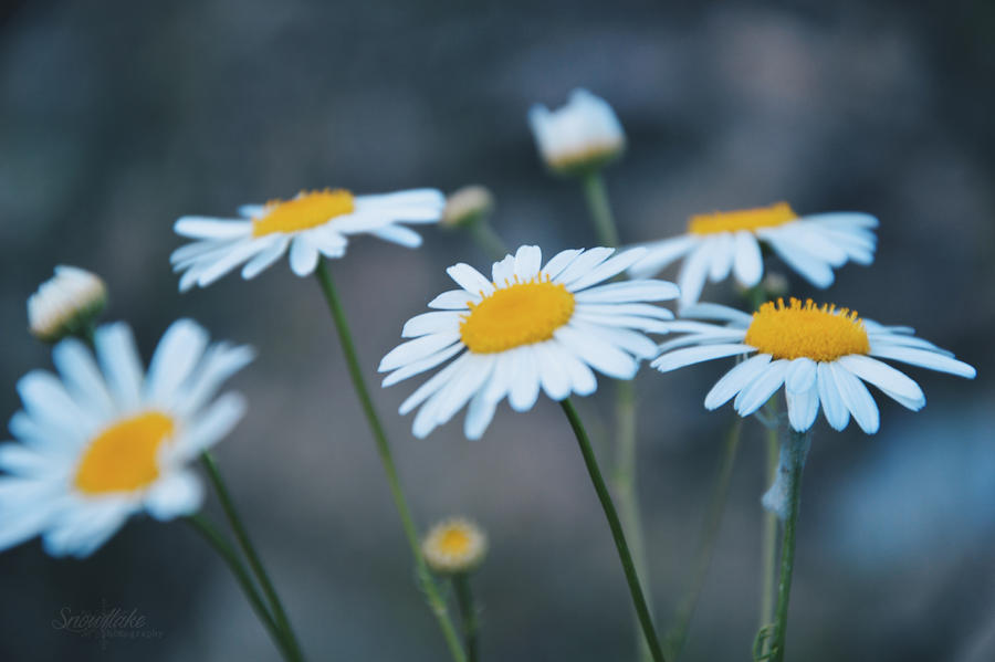 Daisies II