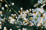 Spring by Focus-On-Me-Photo