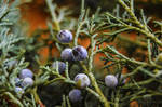 Juniper berries by Focus-On-Me-Photo