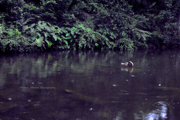 Calm Waters