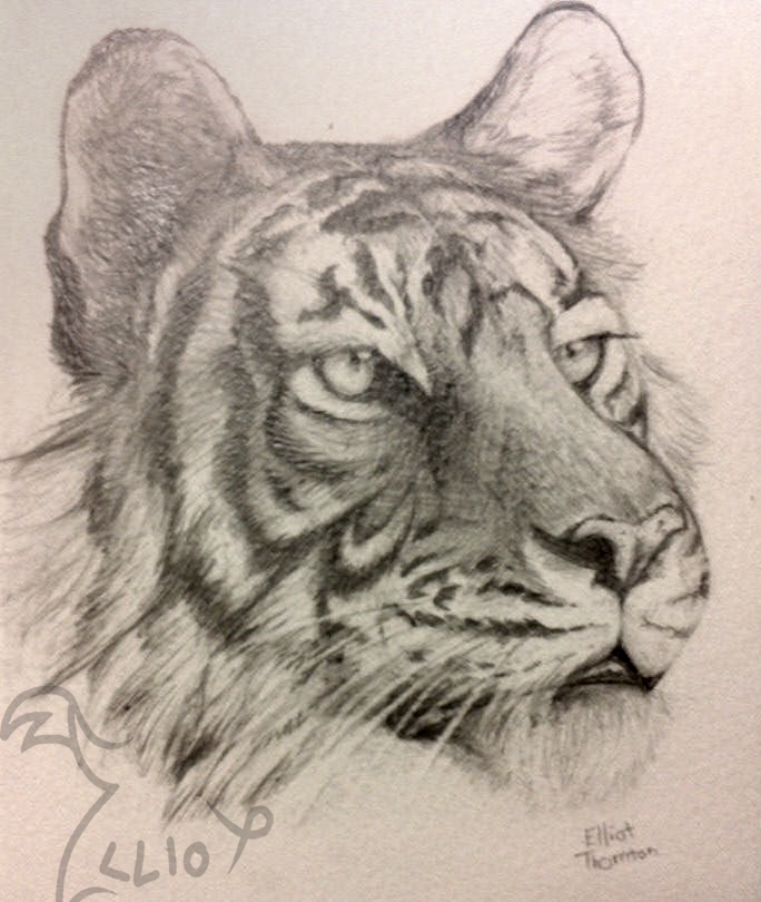 Tiger portrait ~FOR SALE!~