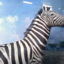 Because zebras can also dream.