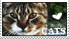 Cat stamp