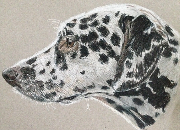 Dalmatian