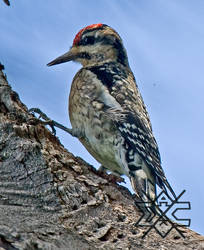 woodpecker