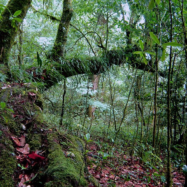 Paisaje O5 Bosque