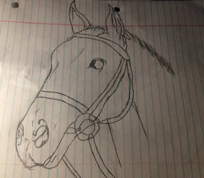 A Horse