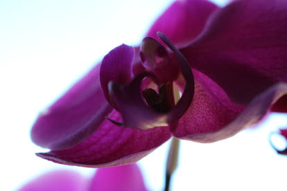 Orchid - My first DSLR shoot