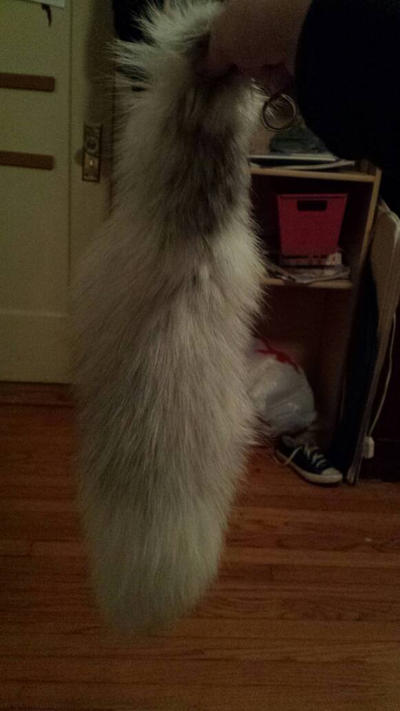 The fox tail of floof by MayaBlueLight on DeviantArt