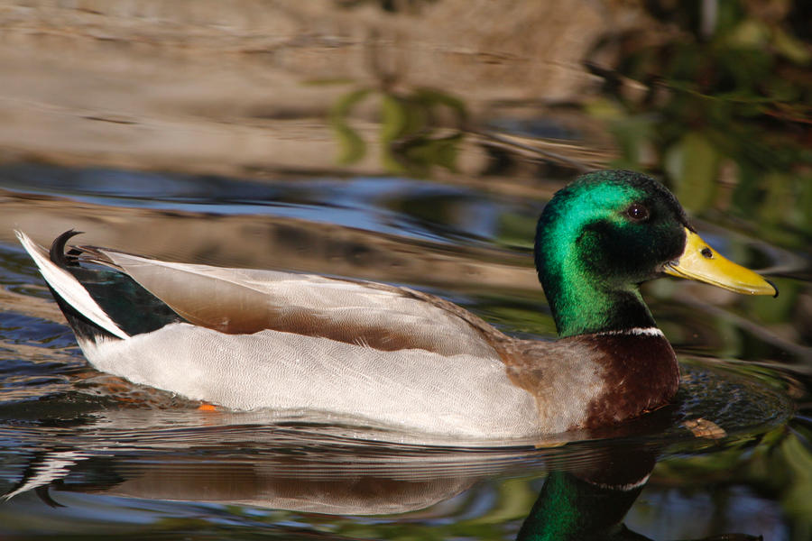 Mallard 1