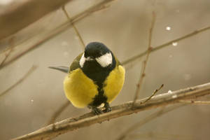 Great Tit (Parus major - Pitigoi Mare)