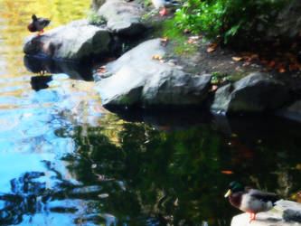 Ducks in a lake