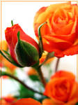 Orange Roses by inacom
