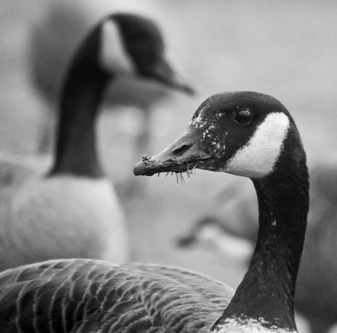 Goose eating grass