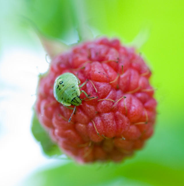 Bugs On Raspberry Bug on a raspberry by inacom on DeviantArt