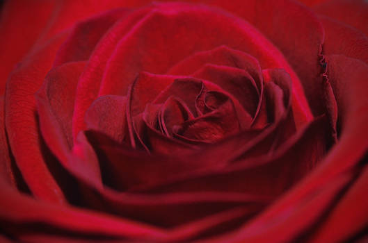 Simply Rose