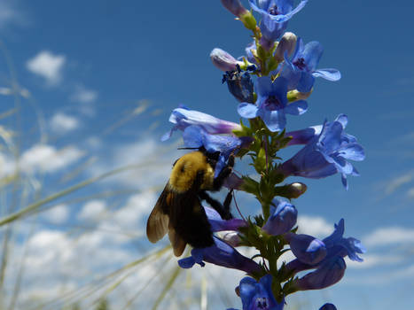 An Insect Lunch