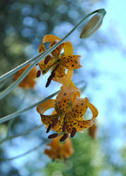 Leopard Lily