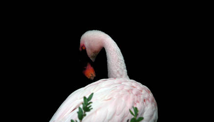 Flamingo