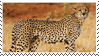 Cheetah by Mr-Stamp