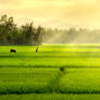 Rice field 01