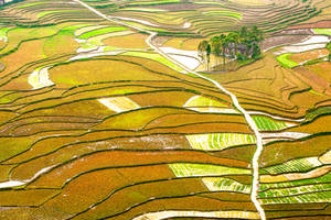 Rice field in Dong Van