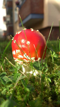 Autumn Mushrooms Fly Agaric