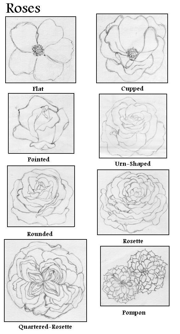 Flower Forms - Roses by Oni-Musume on DeviantArt