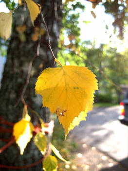 Yellow birch leaf